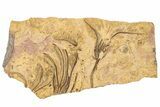 Ordovician Fossil Crinoid Plate - Marzane, Morocco #289487-1
